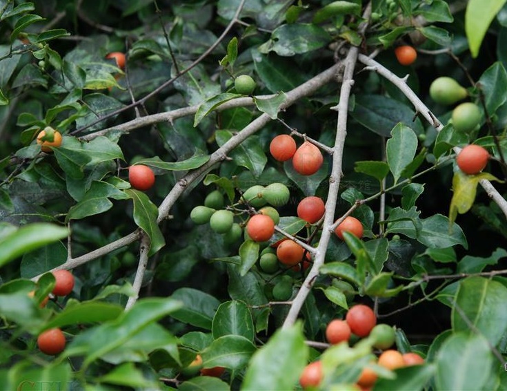 Salacia verrucosa